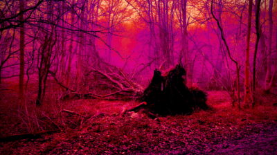 Image for Charlotte Churchman