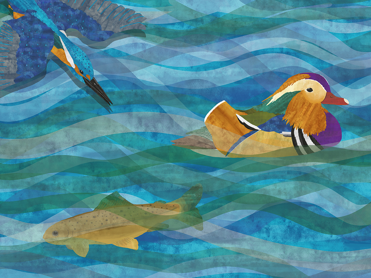 Kingfisher, mandarin duck and brown trout in river - collage illustration.